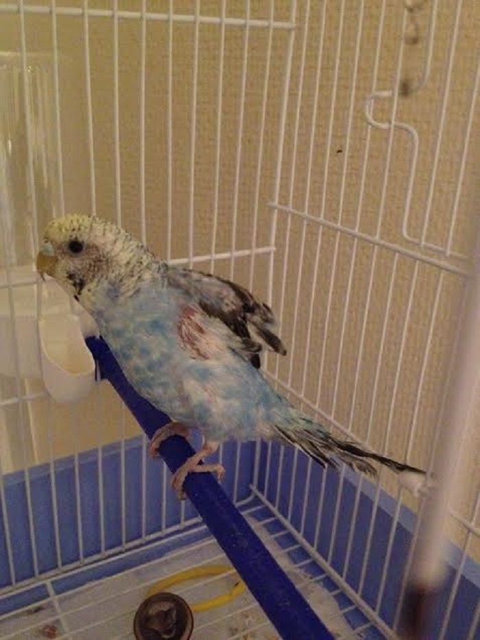 Vi presento Willy,...